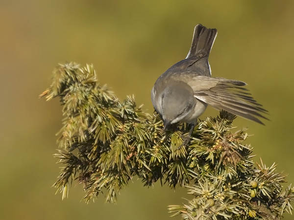 Hernekerttu, Lesser Whitethroat, Sylvia curruca